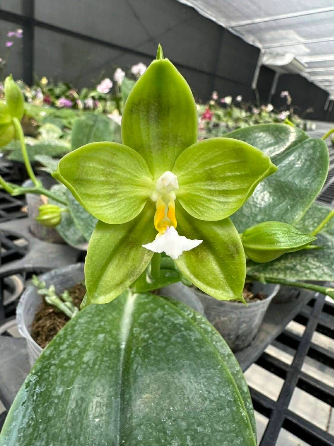 Phalaenopsis LD Green Kingfisher ‘Lemon'