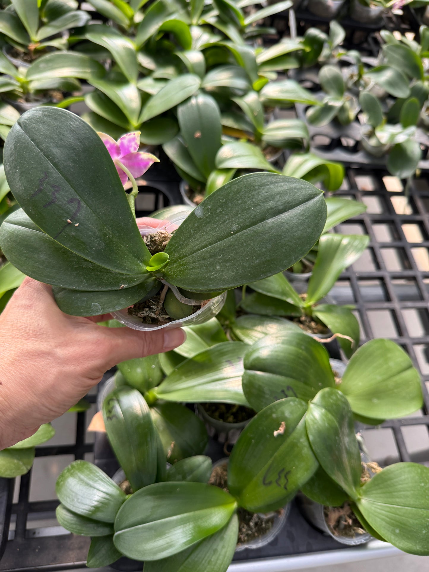 Phalaenopsis Mituo Super Dragon x Mituo Reflex Dragon 'Blue2'