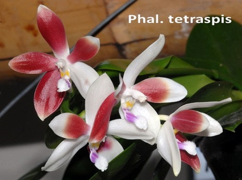 Phalaenopsis tetraspis 'C1' Spiking