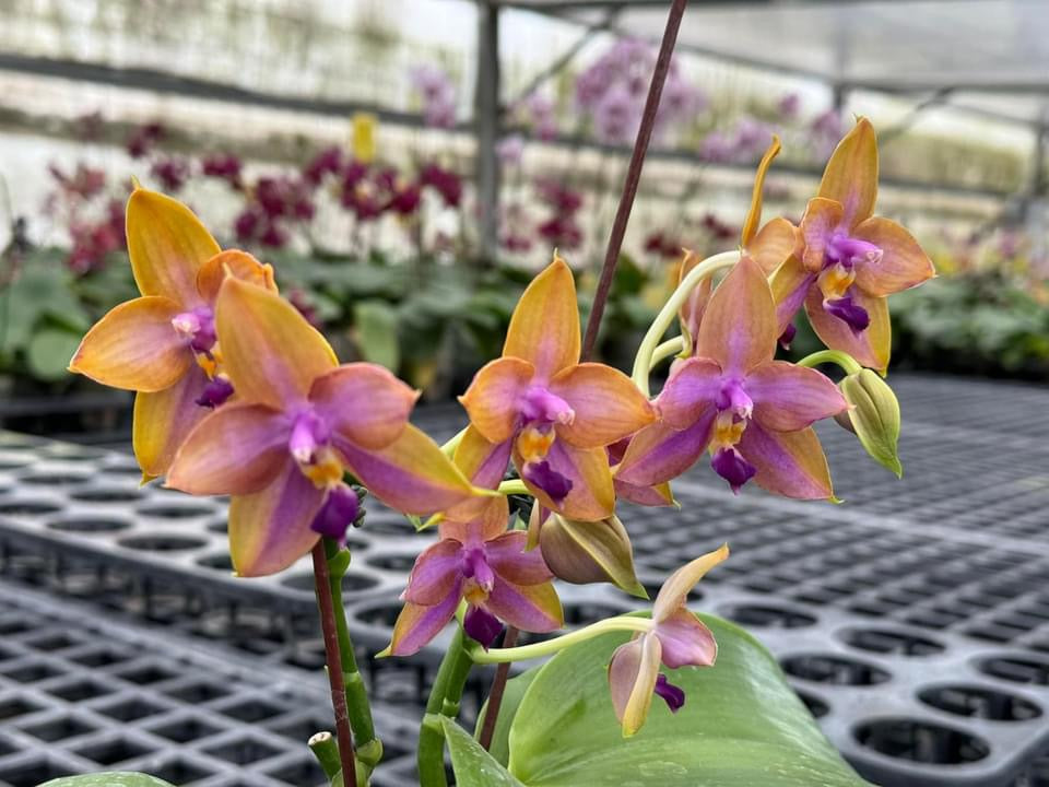 Phalaenopsis Mituo GH King Star 'UV Rays' Spiking