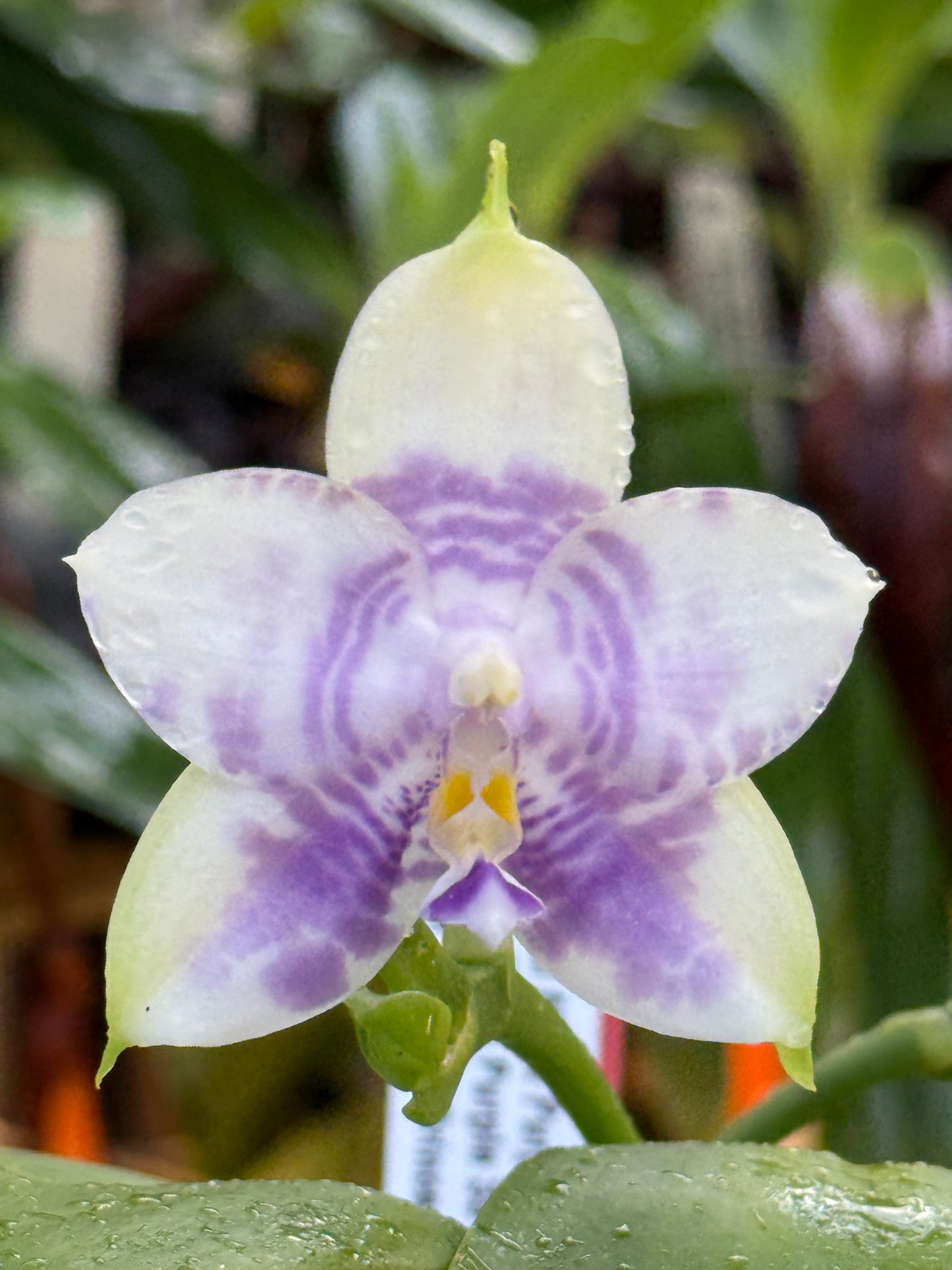 Phalaenopsis Mituo Purple Dragon 'Blue White' Spiking