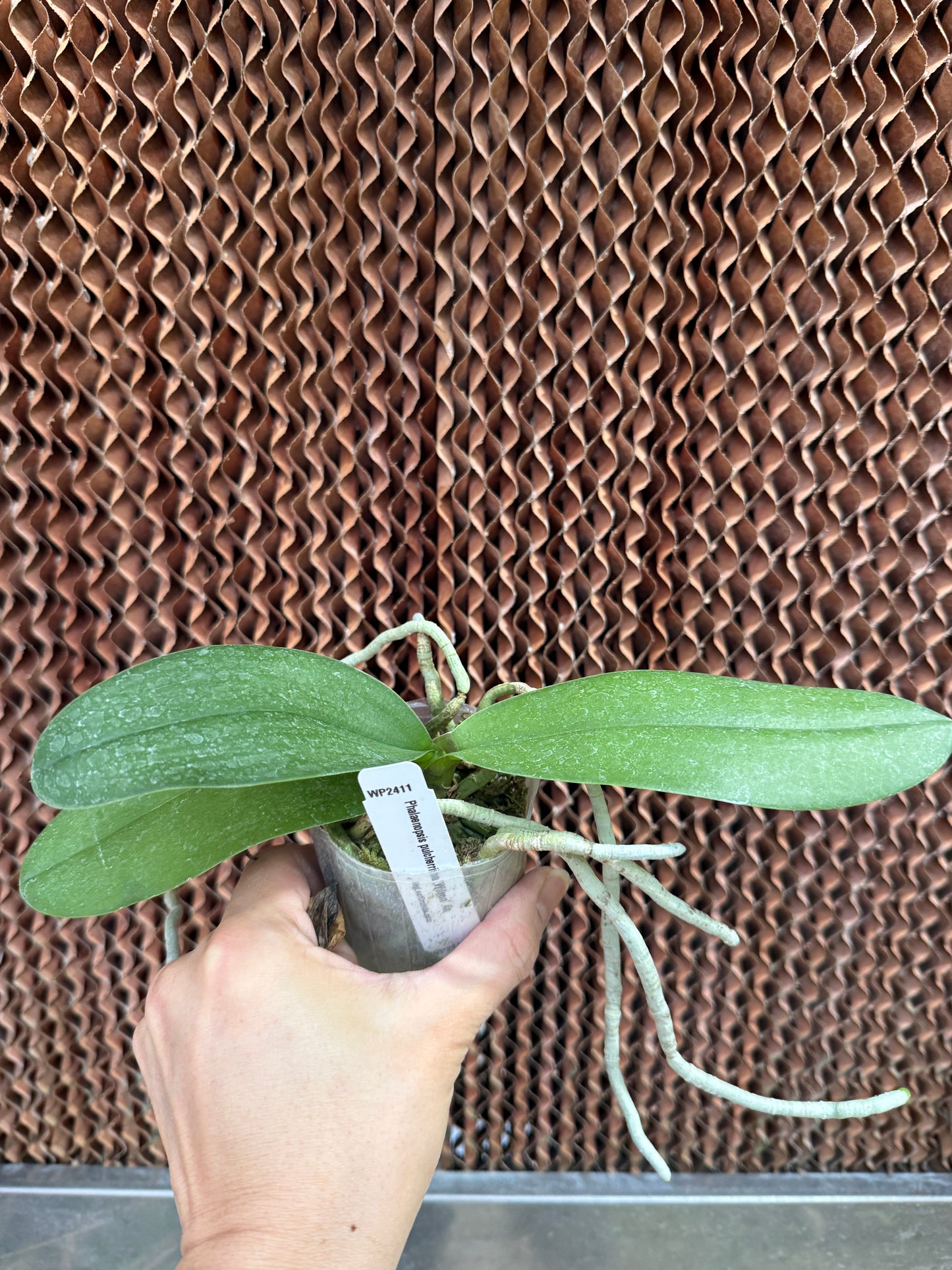 Phalaenopsis pulcherrima 'Wilson' 4n