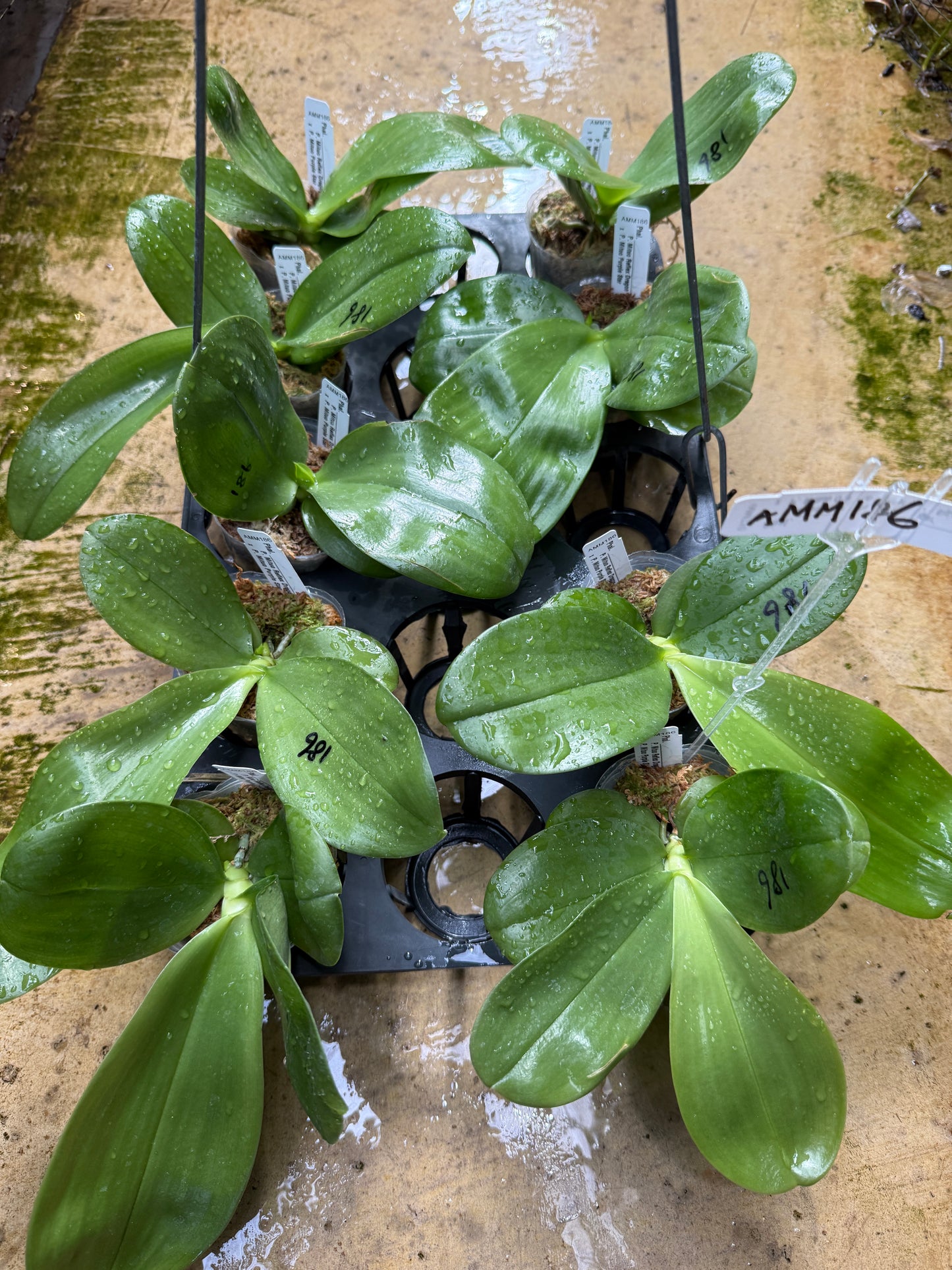 Phalaenopsis Mituo Reflex Dragon 'Lilac' x Mituo Purple Star