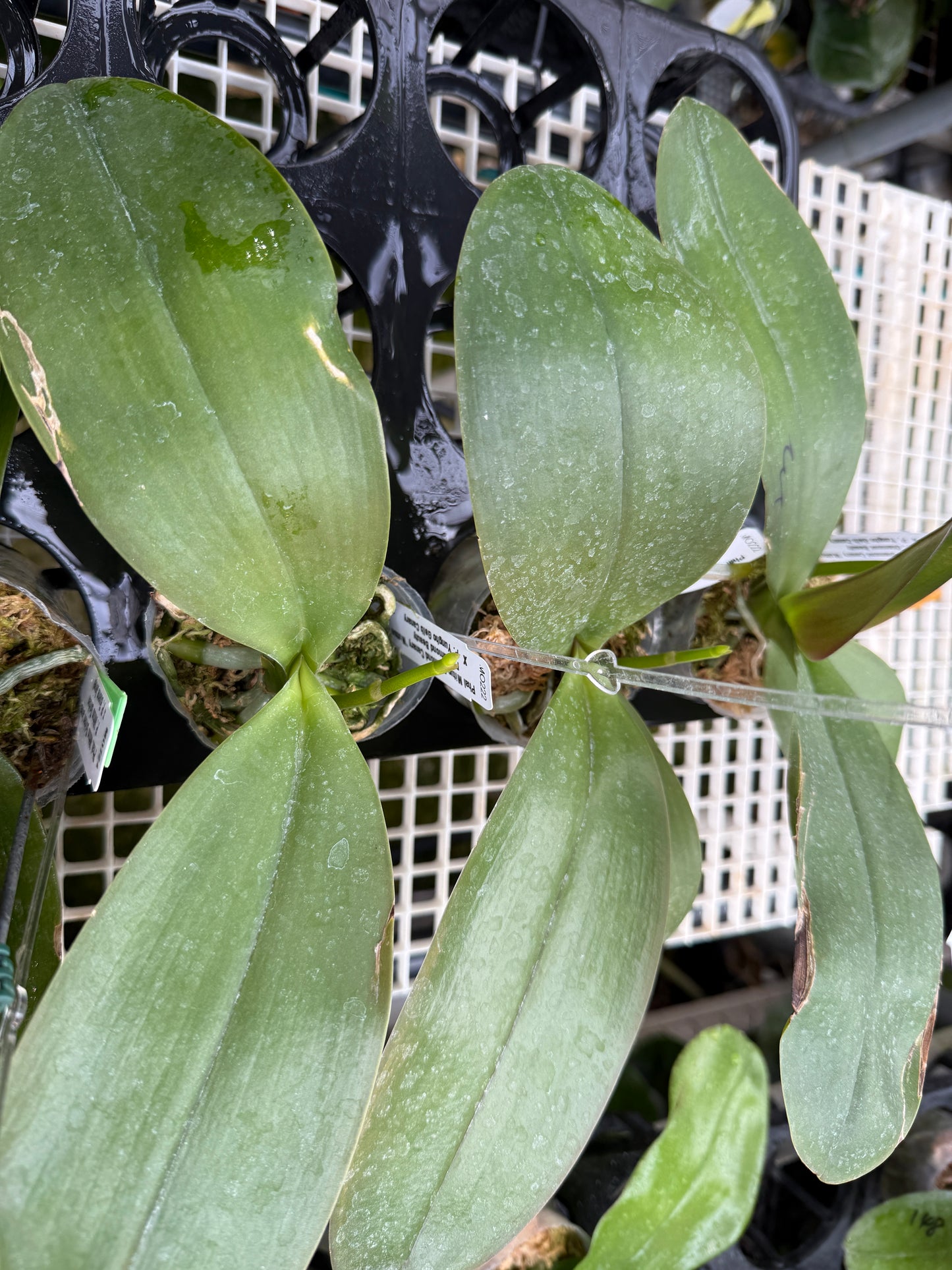 Phalaenopsis Mituo Diamond Canary 'Mutton Fat Jade' 羊脂玉