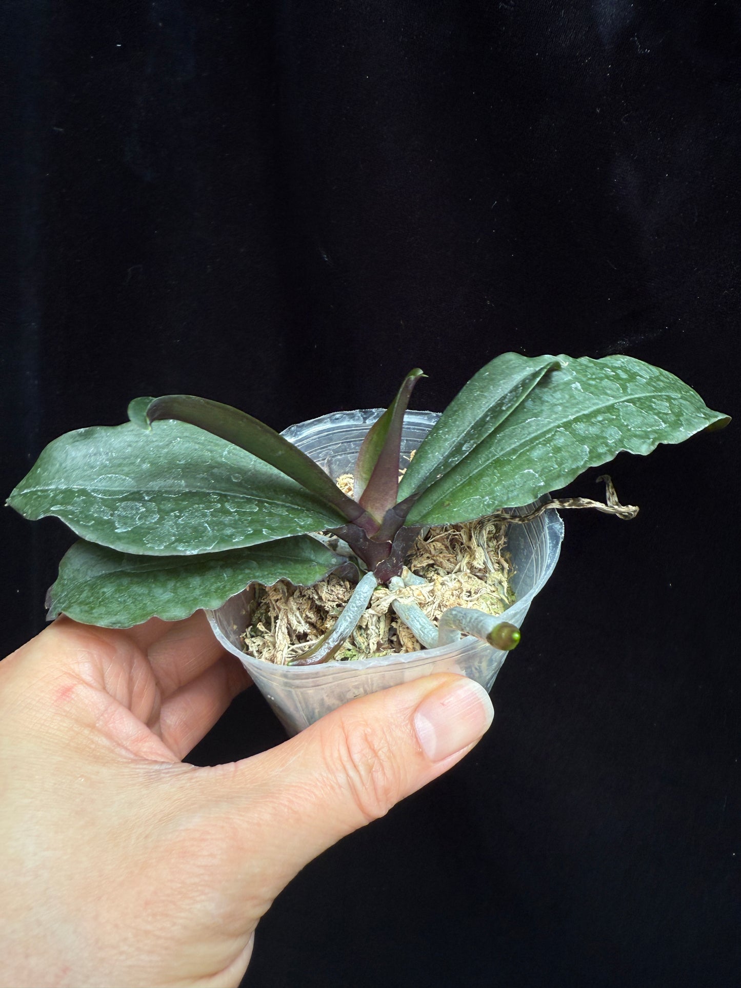 Phalaenopsis chibae - seed grown