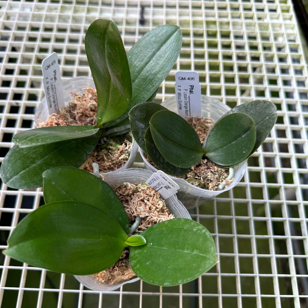 Phalaenopsis (Lioulin Orange Moon x Mituo Sunrise) - Seedlings