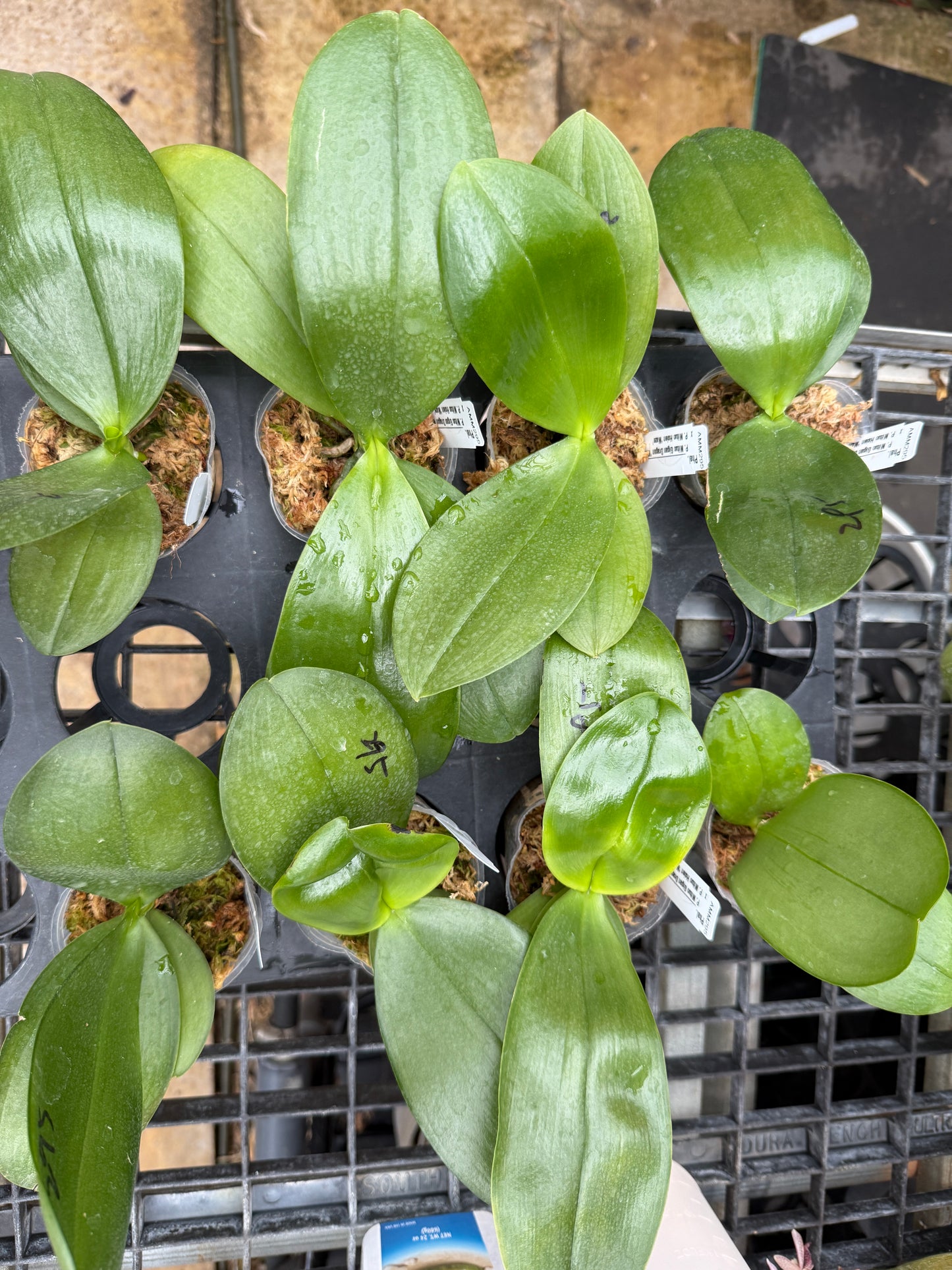 AMM295 - Phalaenopsis (Mituo Gigan Dragon 'Mituo #12' X Mituo Hsien ‘Maze’) (seed grown)