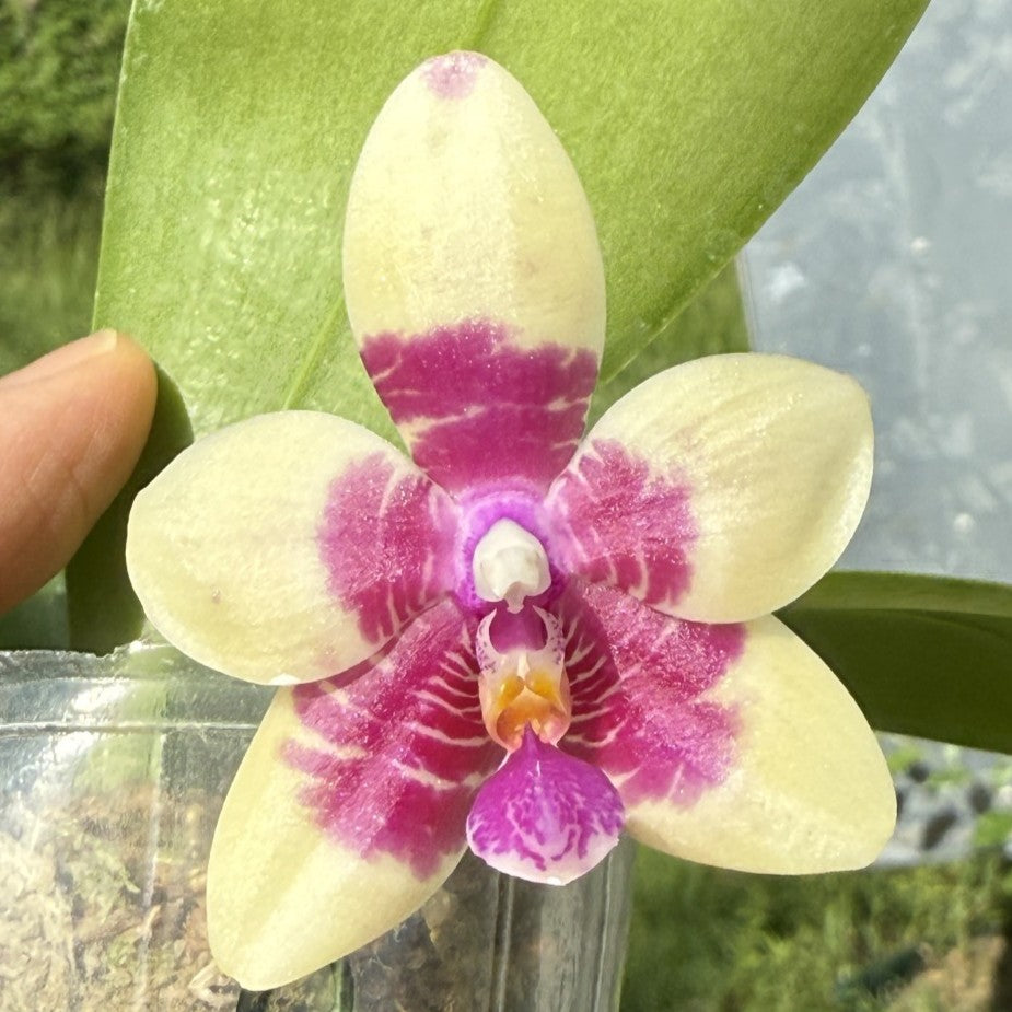 Phalaenopsis Miro Red Dragon 'Wilson#323' 251124 Spiking 3 spikes