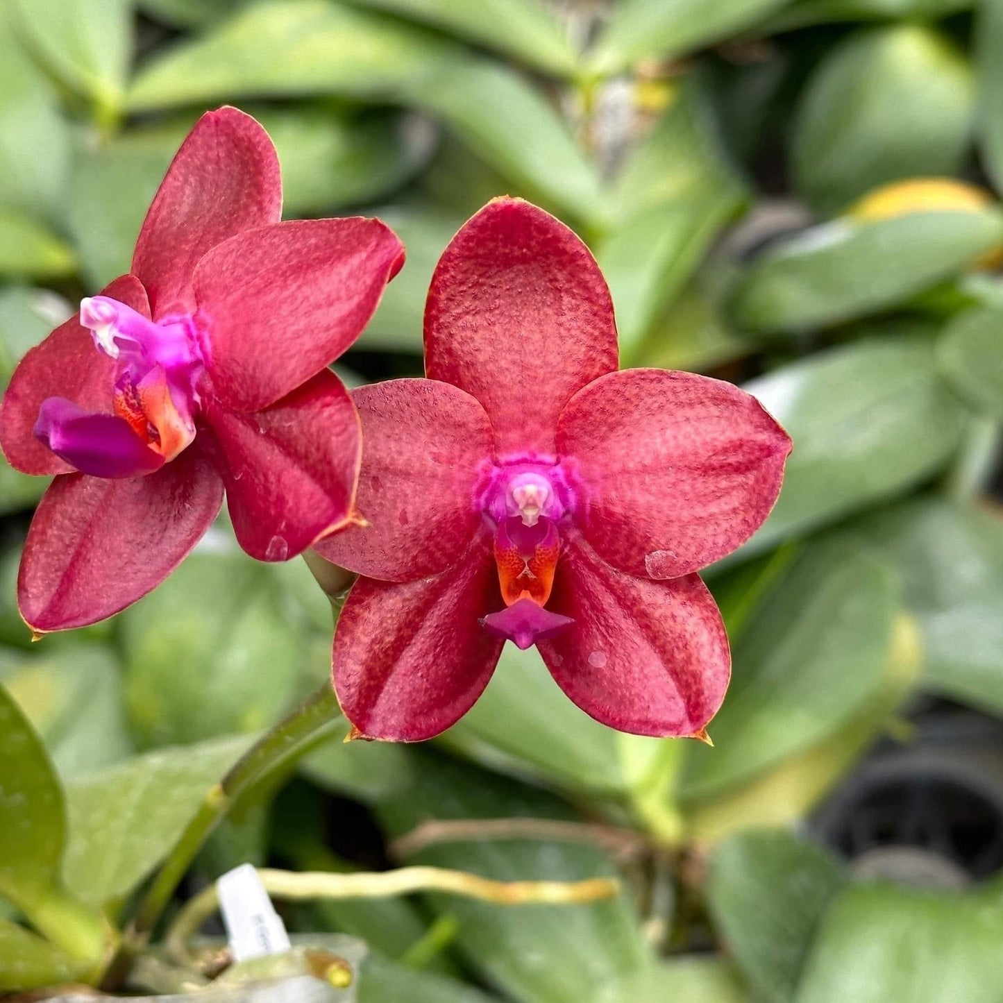 Phalaenopsis Yaphon Golden Dragon 'Red' 230602
