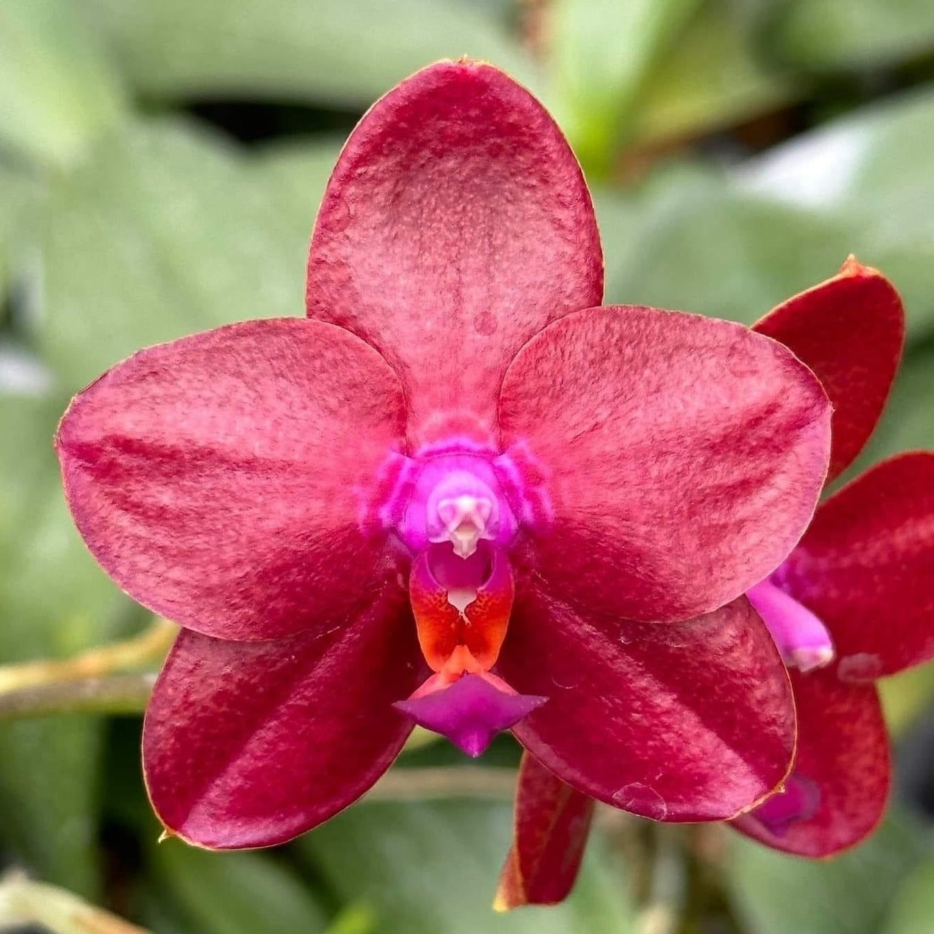 Phalaenopsis Yaphon Golden Dragon 'Red' 230602