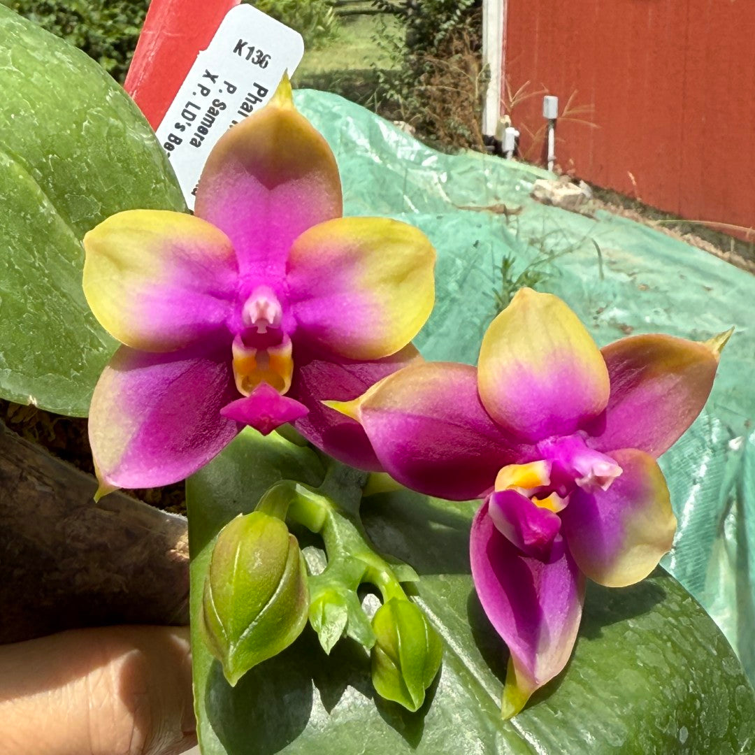 Phalaenopsis Miro Seika 'Miro'