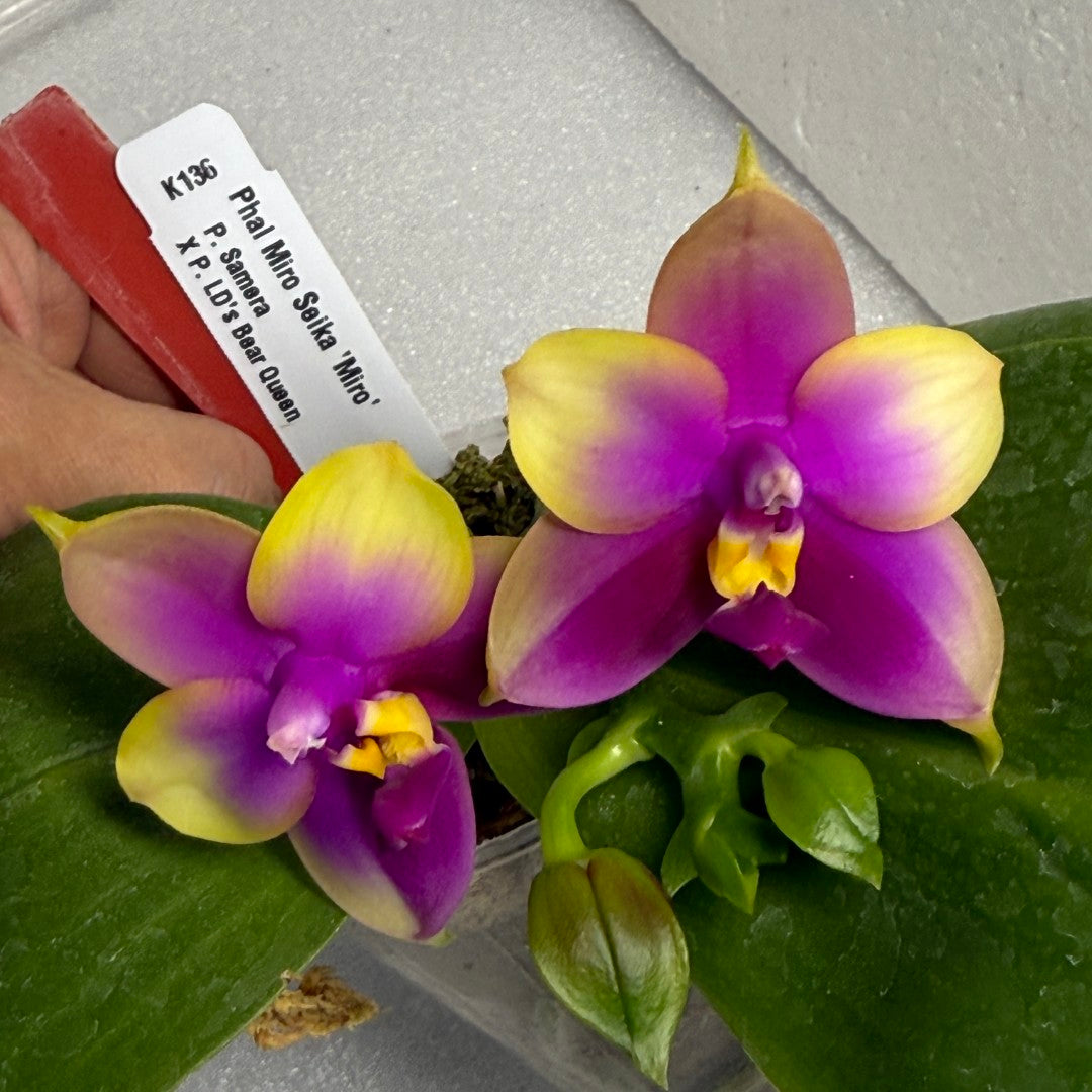 Phalaenopsis Miro Seika 'Miro'