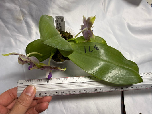 AMM371 - Phalaenopsis Mituo Wukong (seed grown) 260530 Flowering