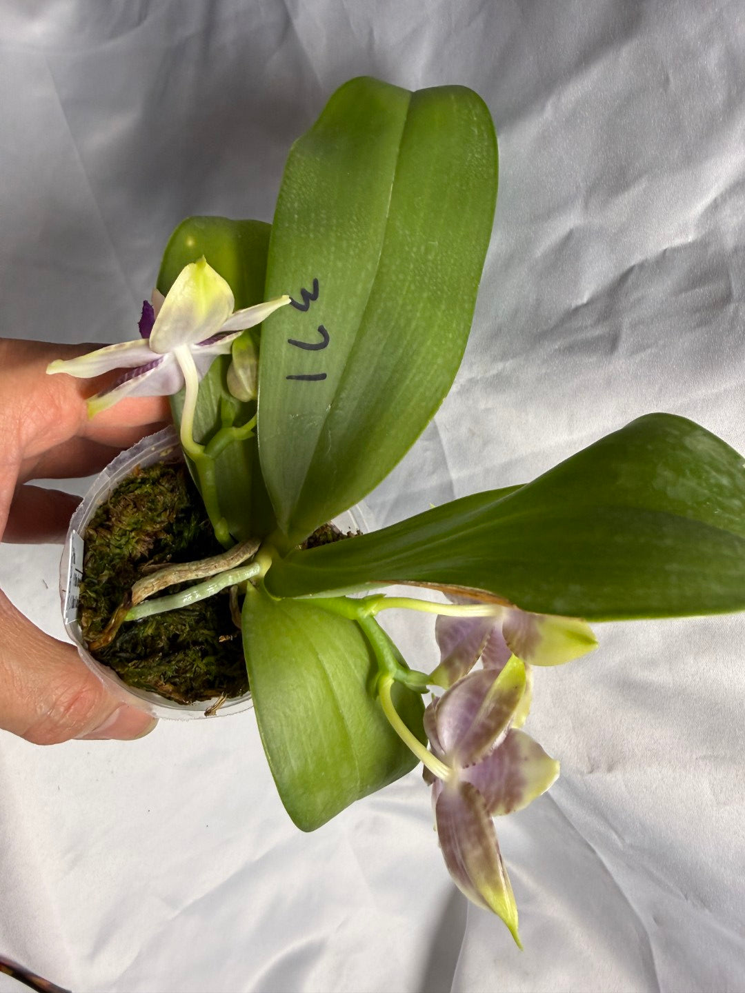 AMM371 - Phalaenopsis Mituo Wukong (seed grown) 260530 Flowering