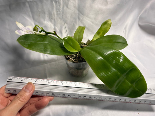 QA180 - Phalaenopsis MS Elfy Jenn (Blue White) - Seed Grown 260531 Flowering