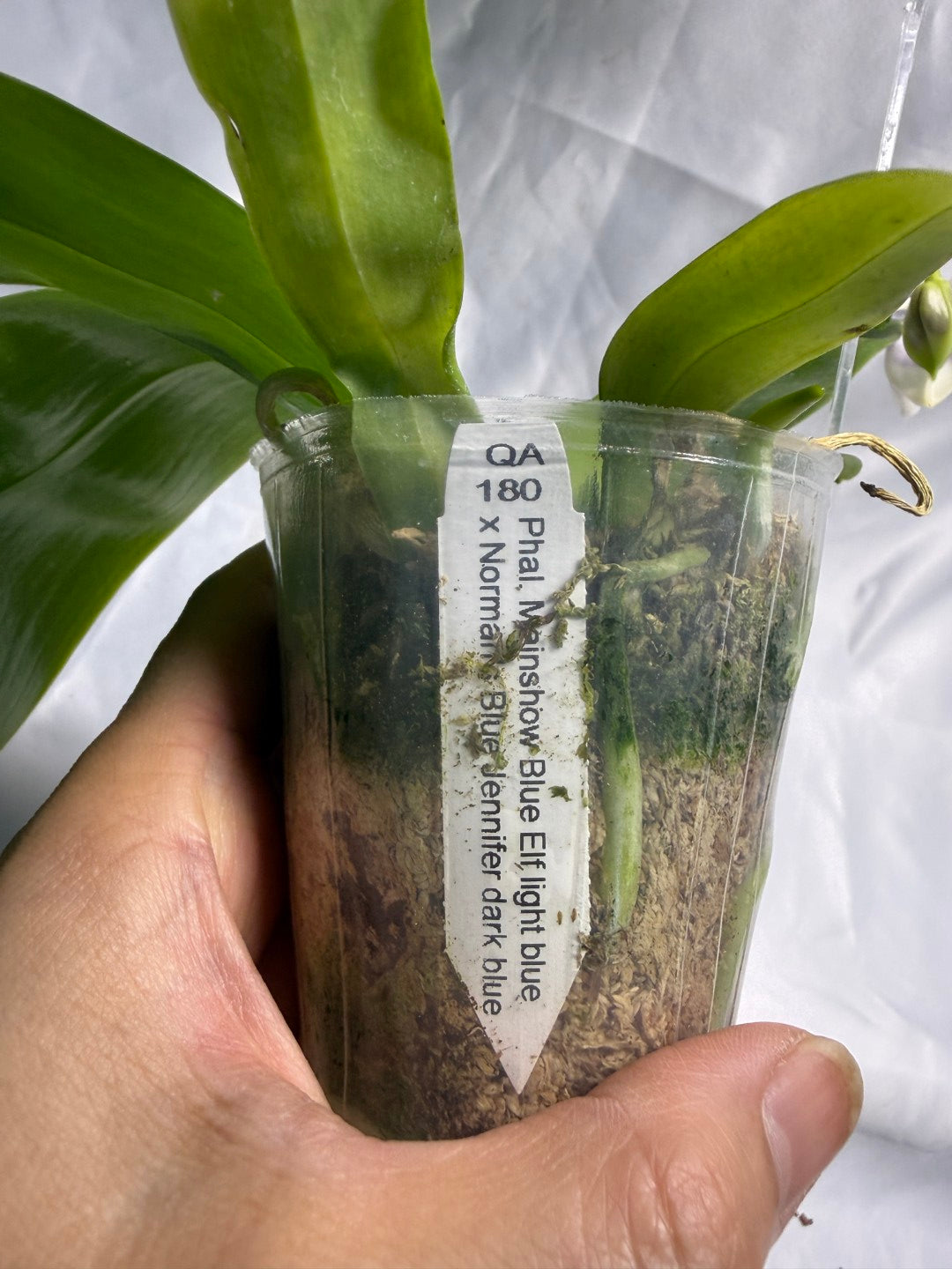 QA180 - Phalaenopsis MS Elfy Jenn (Blue White) - Seed Grown 260531 Flowering