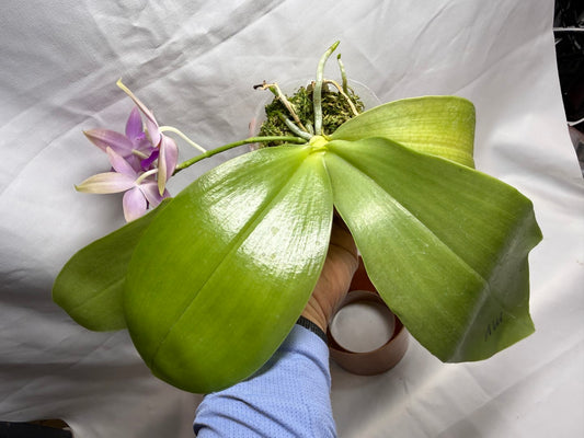 Phalaenopsis Martina Lippold - Seed Grown 260608 Flowering Very Fragrant