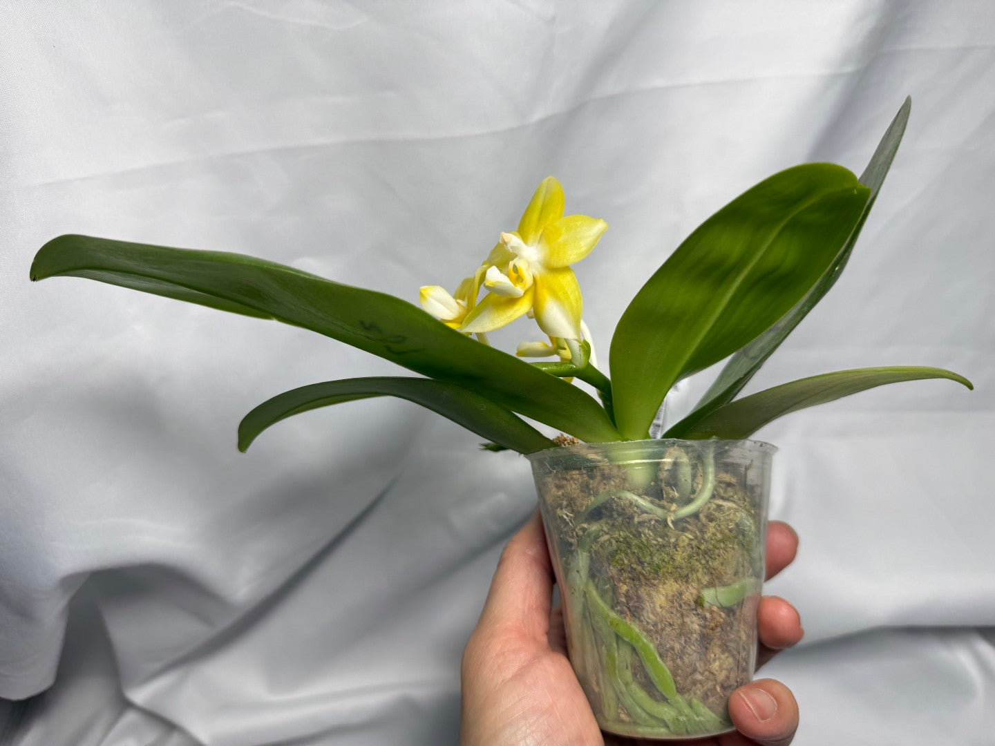 AMM287 - Phalaenopsis (Mituo Blue Firefly X Mituo Obsidian) (seed grown) Flowering 260611