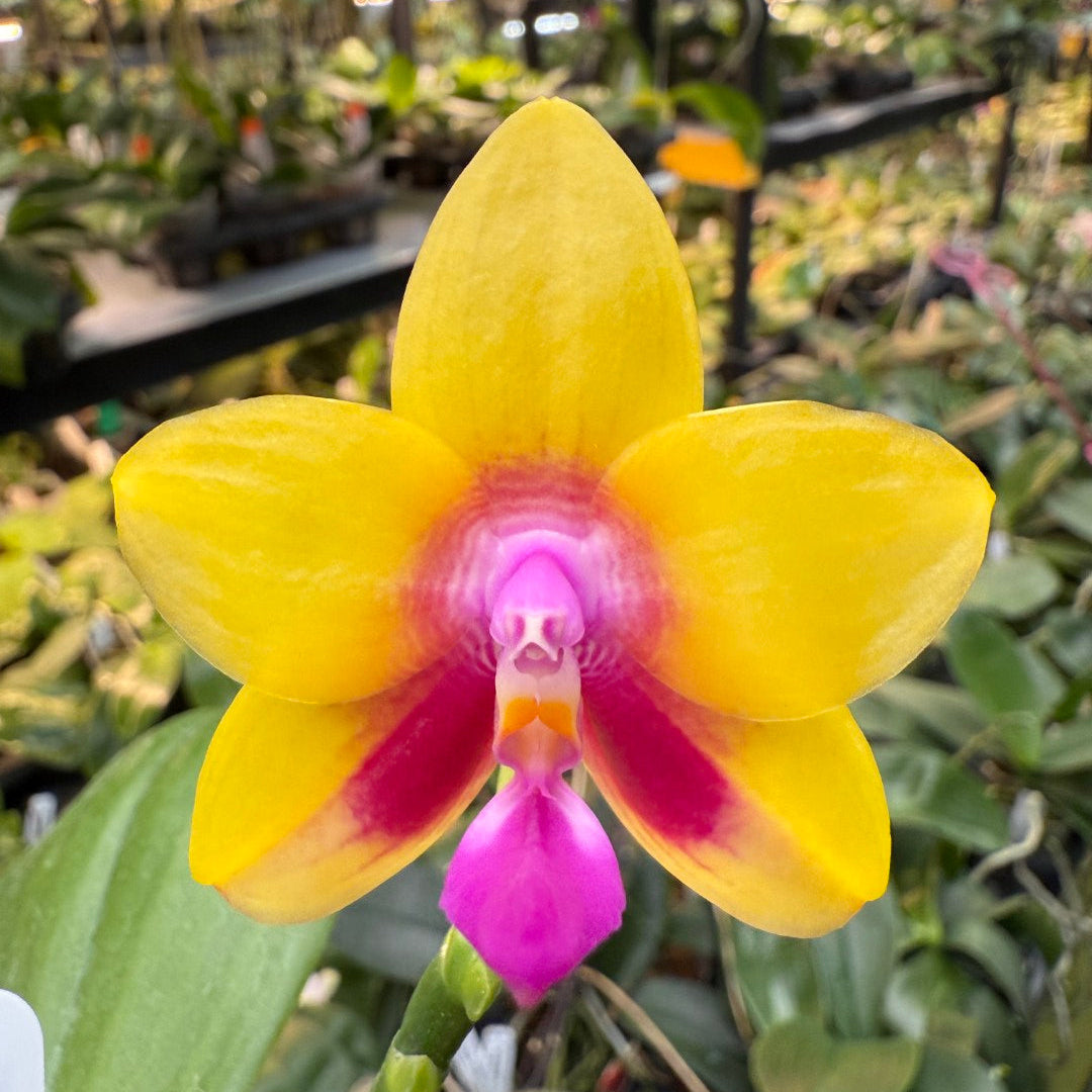 Phalaenopsis Mituo Gelb Eagle 'Pylo' AM/AOS