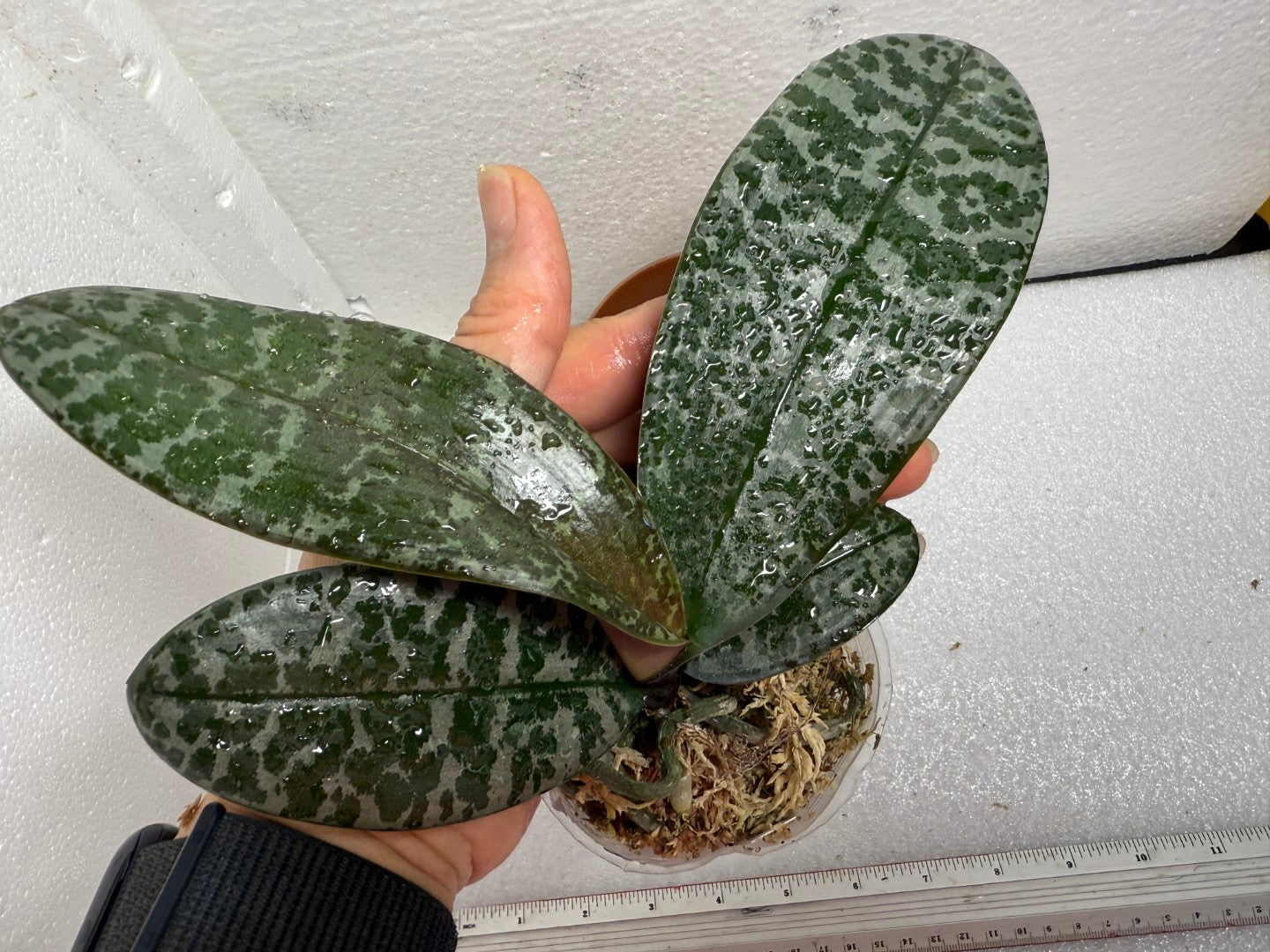 Phalaenopsis schilleriana 'Dark Pink Dream' 紅樓夢 M424 (clone)