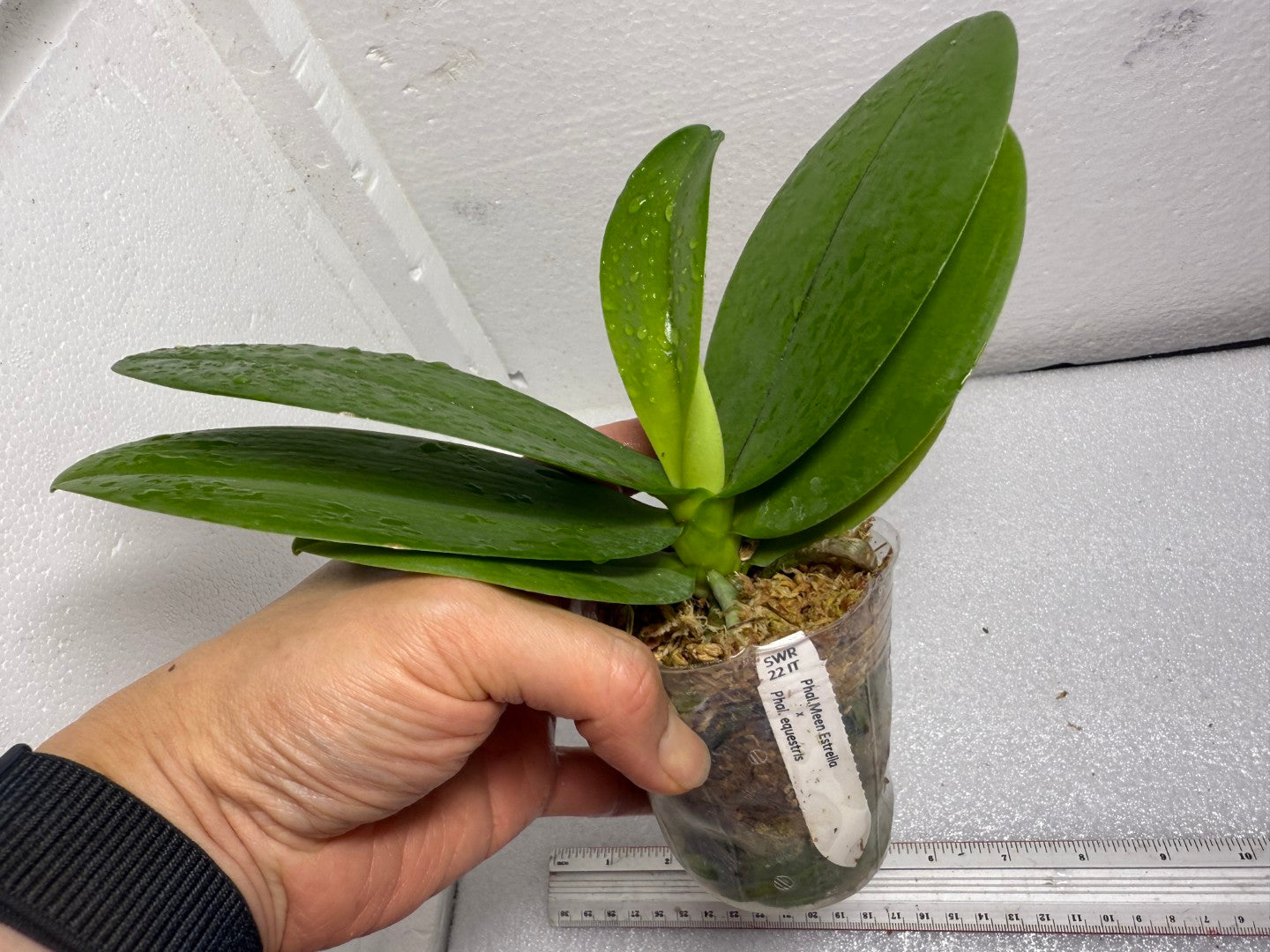 Phalaenopsis Meen Estrella x equestris (Seed Grown)