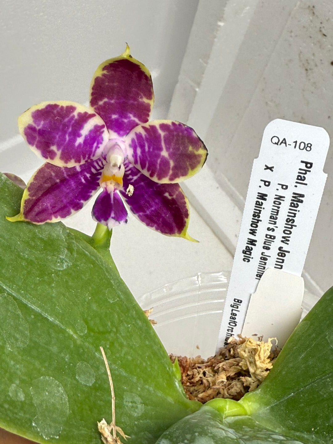 Phalaenopsis Mainshow Jennifer 250803 Flowering