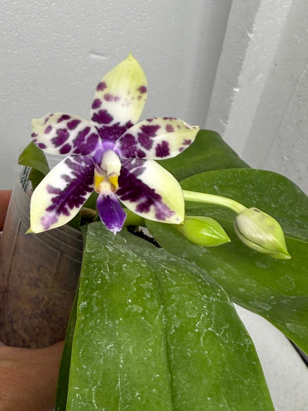 Phalaenopsis LL Blue Crake 250803 Flowering