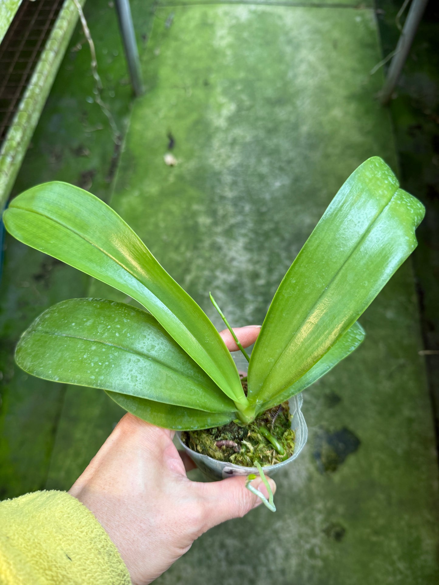 Phalaenopsis lueddemanniana (Leyte) x sib - Seed Grown