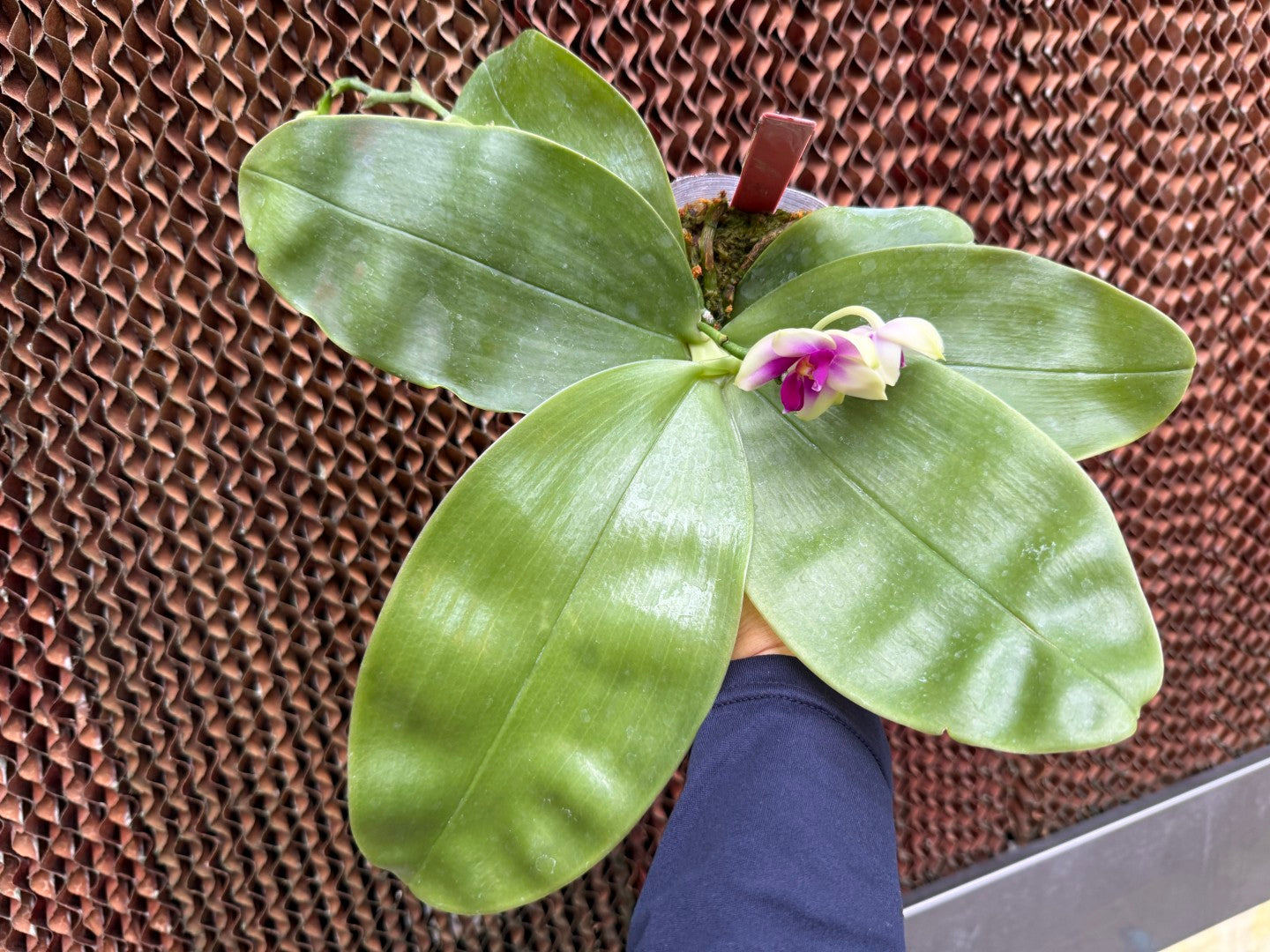 Phalaenopsis bellina 'Yang Guifei'