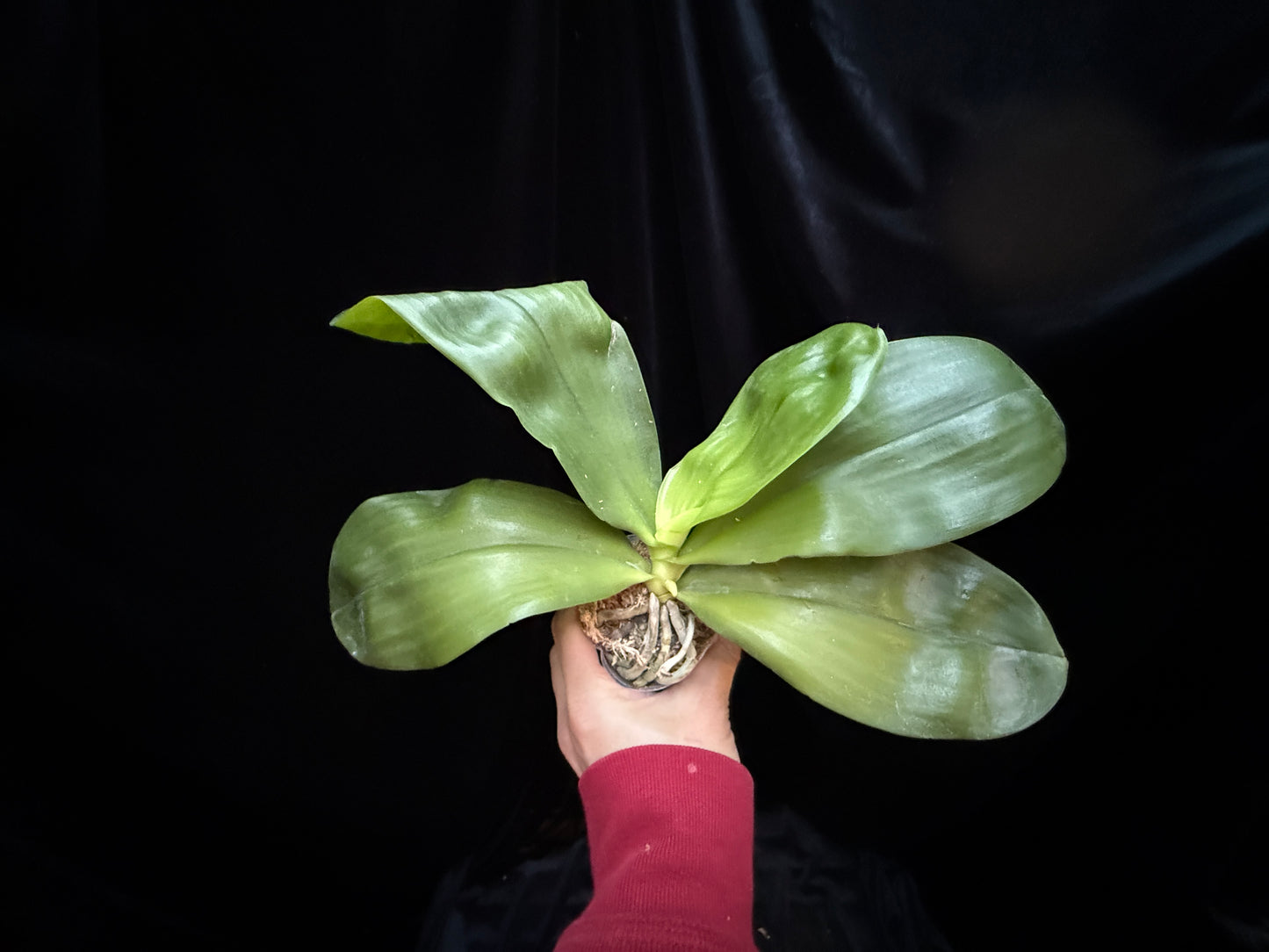 Phalaenopsis Mituo Purple Dragon 'Blue White' Spiking
