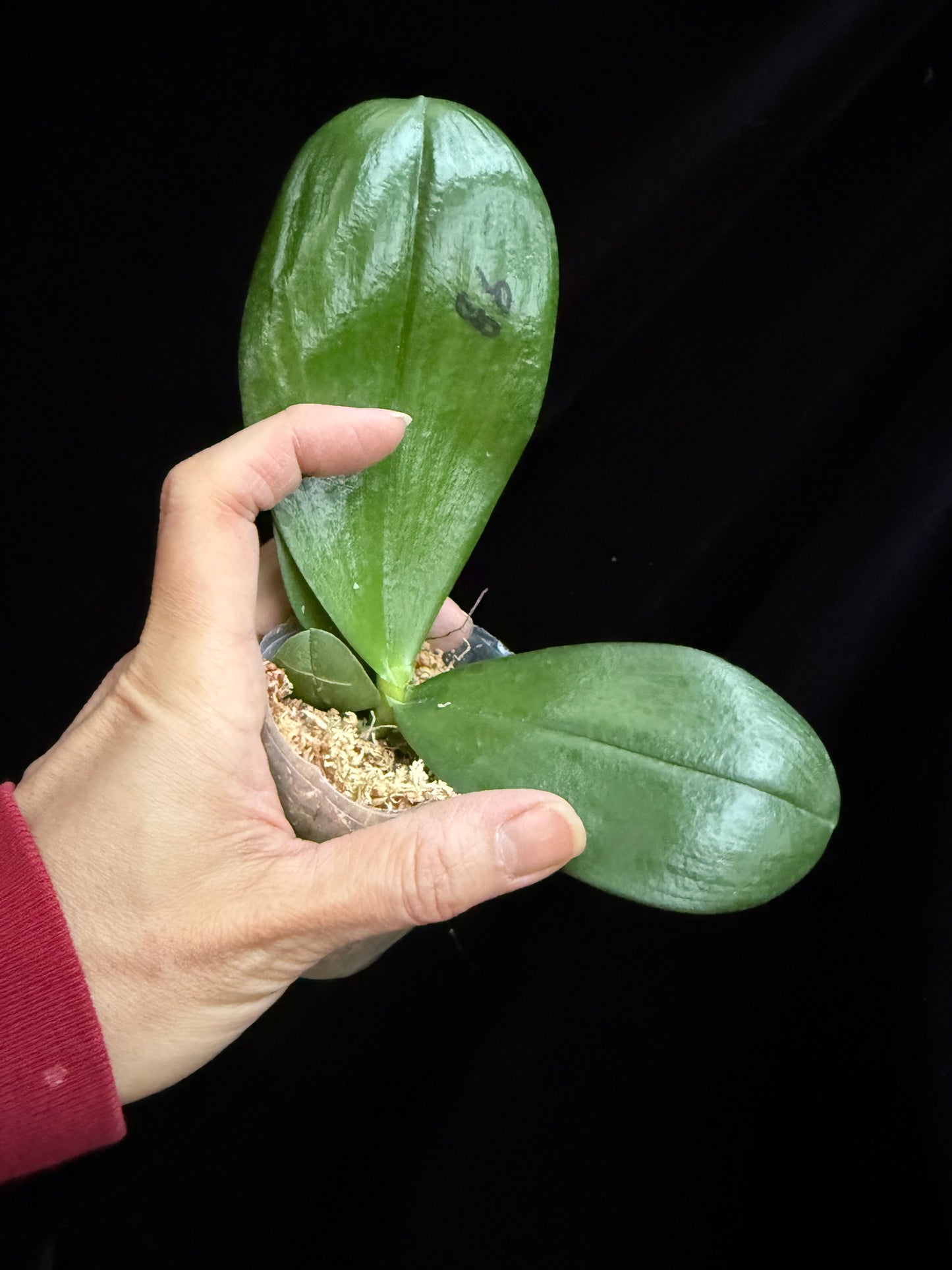 Phalaenopsis Mituo Reflex Dragon 'Lilac'