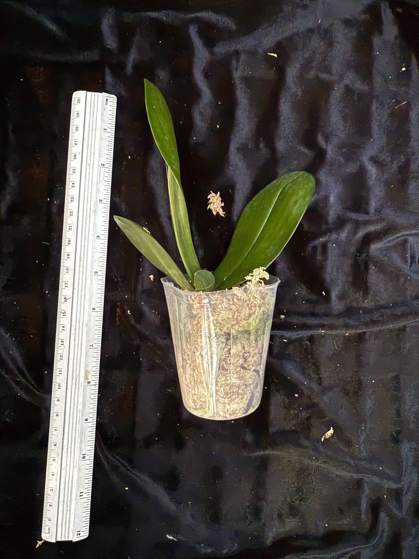 Phalaenopsis Mituo Reflex Dragon 'Lilac'