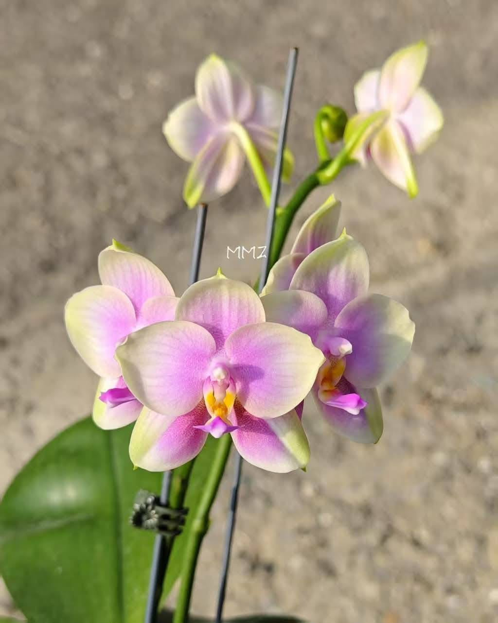 Phalaenopsis Sweet Memory