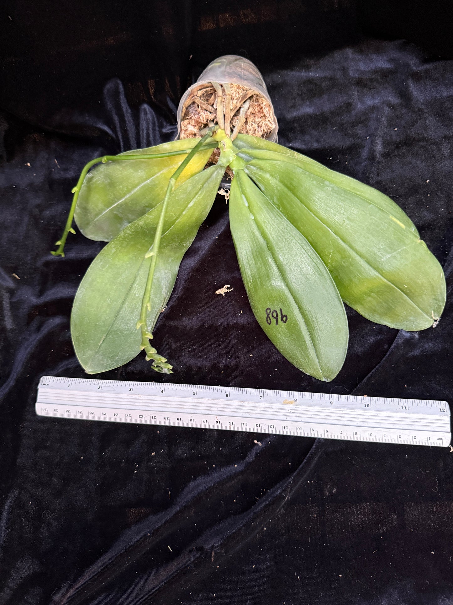 Phalaenopsis SWR Wild Champagne 'Cheers'