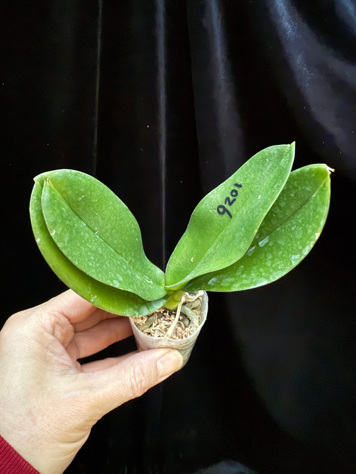 Phalaenopsis amabilis 'alba' x self - Seed Grown - Spiking