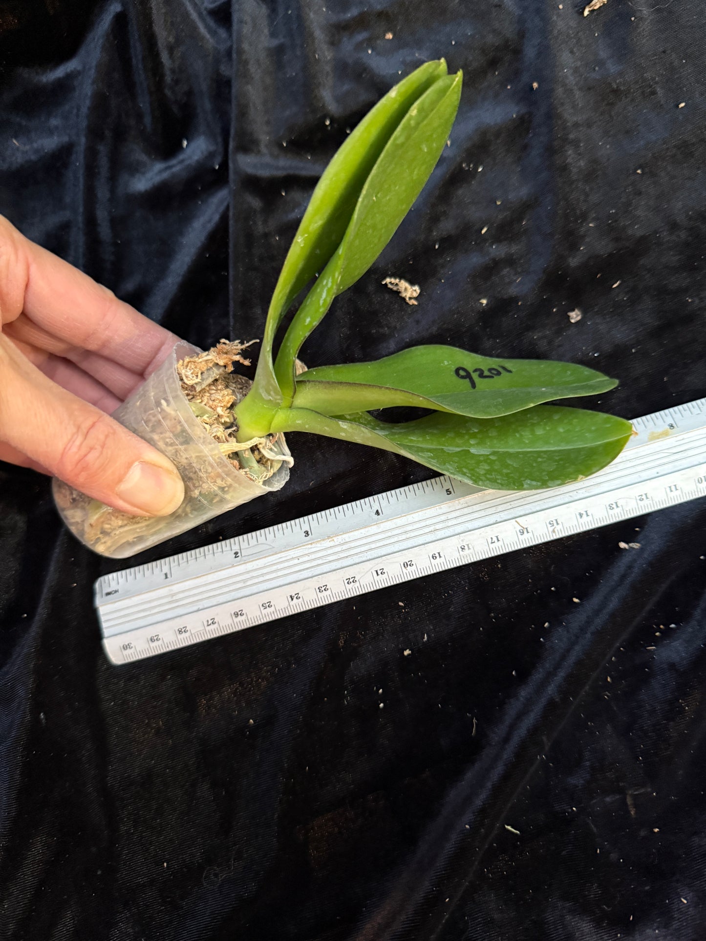 Phalaenopsis amabilis 'alba' x self - Seed Grown - Spiking