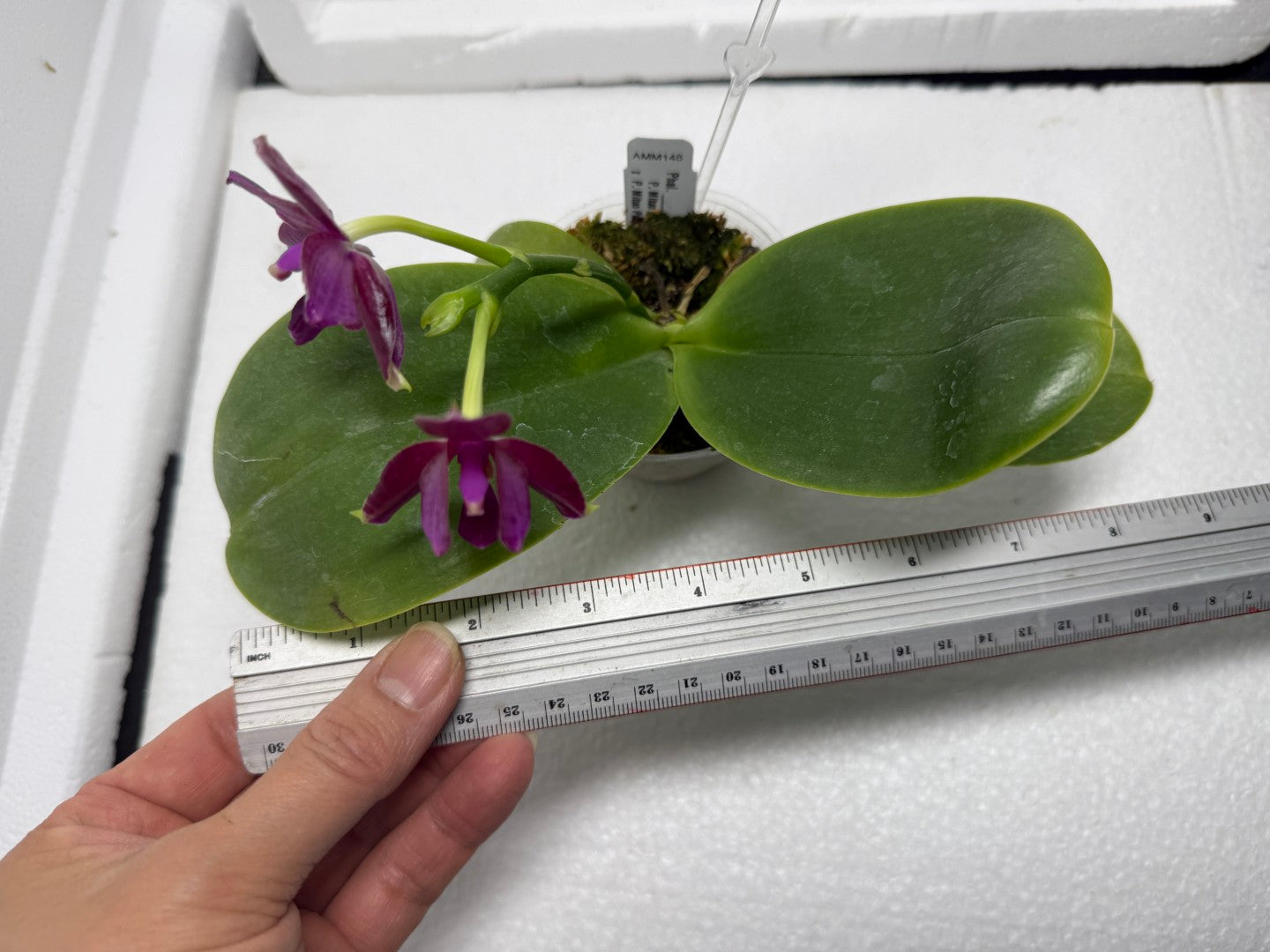Phalaenopsis Mituo Tel Aviv - 250816 Flowering