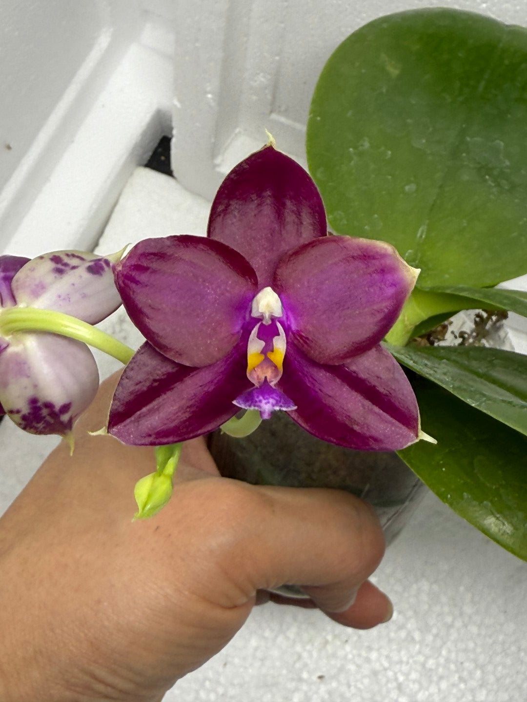 Phalaenopsis Mituo Special Princess x (Fintjie Kunriawati - LD‘s Bear King) 250810-A Flowering