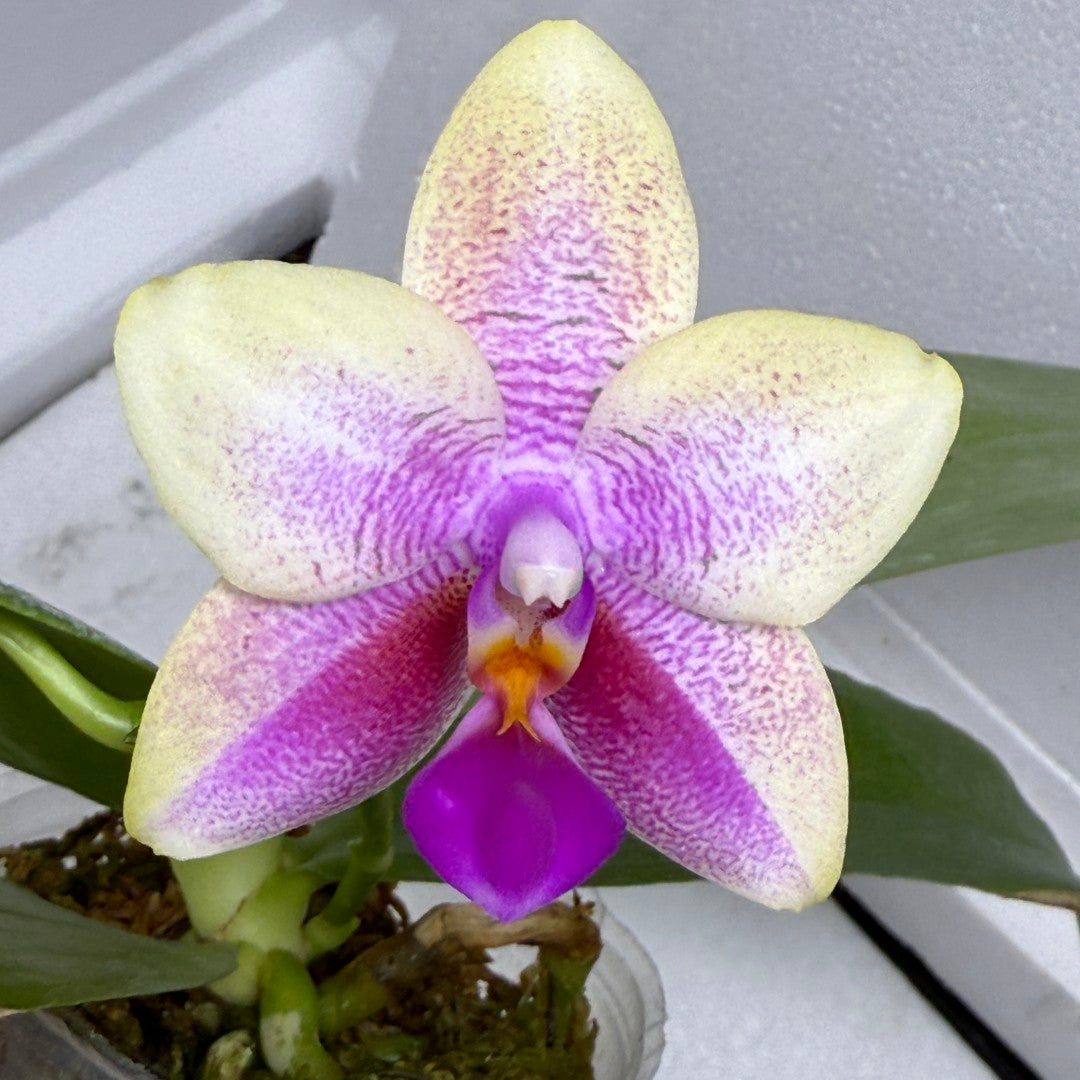 Phalaenopsis Hua Yi Pride 'Huey Ru' Spiking