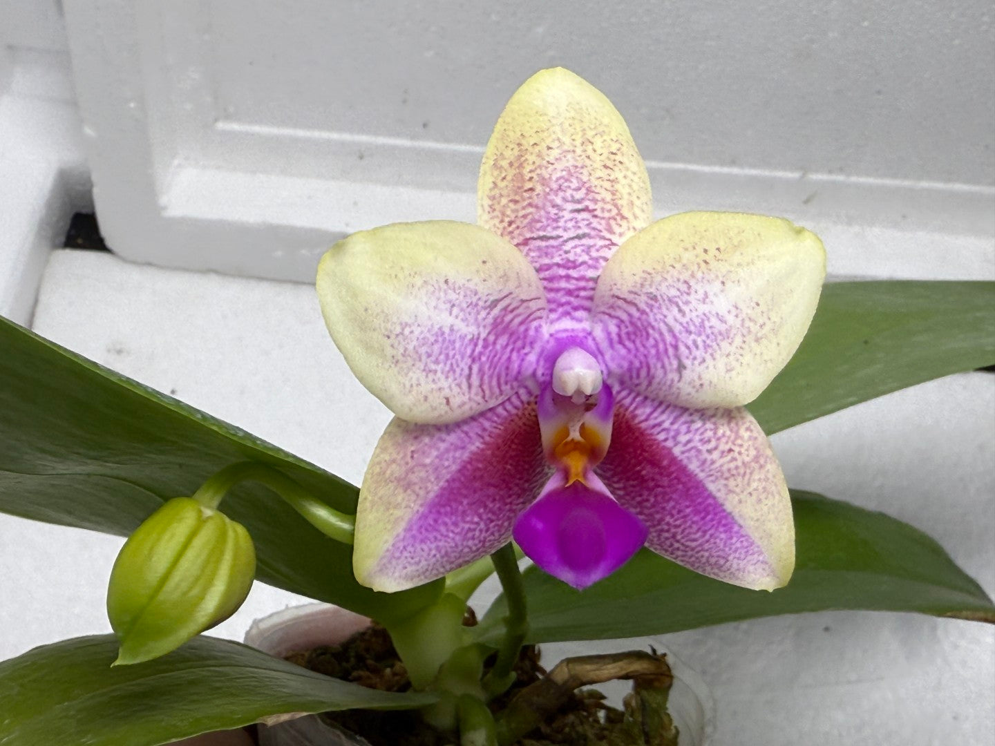 Phalaenopsis Hua Yi Pride 'Huey Ru' Spiking