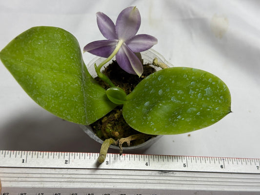 Phalaenopsis Freya's Blue Danube 260714 Flowering Seed Grown