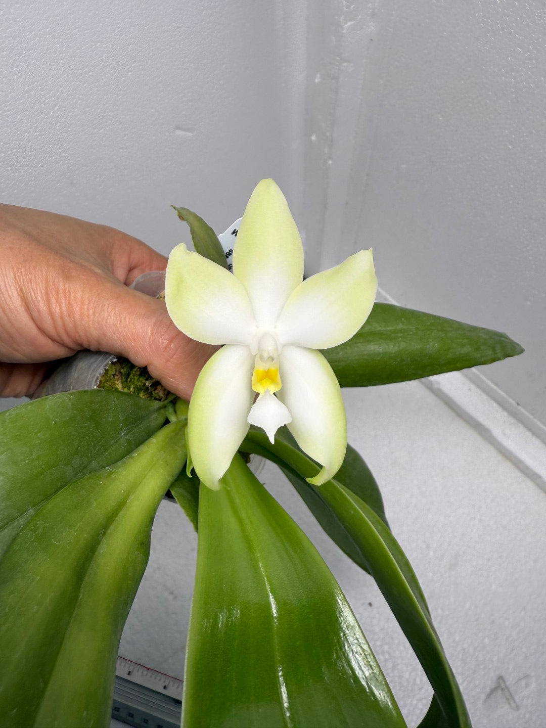 Phalaenopsis bellina var. alba Flowering 250901 Large plant and flower
