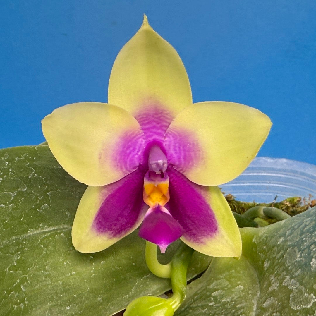 Phalaenopsis Yin's Bellina Queen 'Miro' 250915 Flowering
