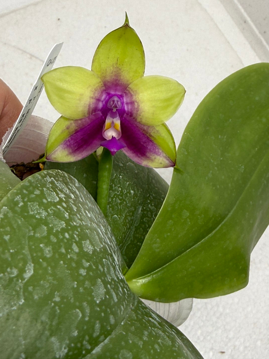 Phalaenopsis Mituo Reflex Dragon x KS Blue Ludde 250917 Flowering