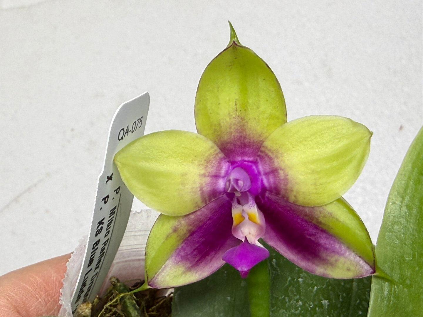 Phalaenopsis Mituo Reflex Dragon x KS Blue Ludde 250917 Flowering