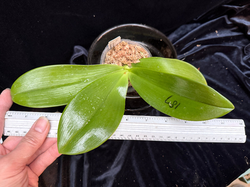 Phalaenopsis LD Green Tiger x Mituo Speciosa Dragon - seed grown - Spiking