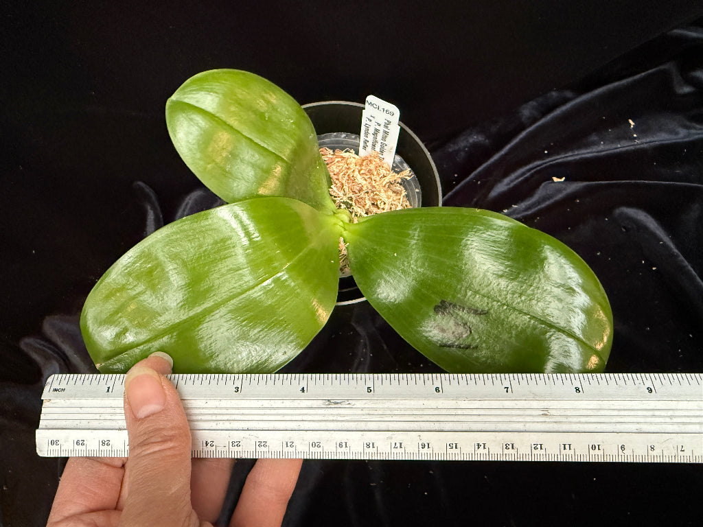 Phalaenopsis Mituo Golden Tiger 'TTT' Spiking