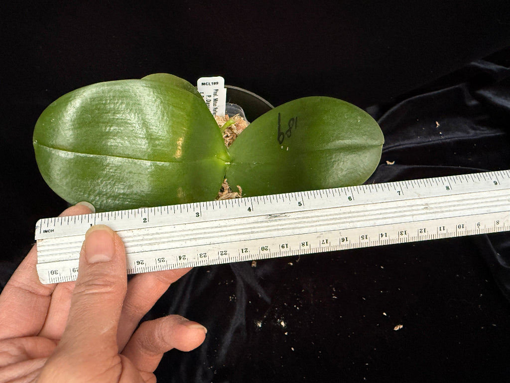 Phalaenopsis Mituo Reflex DD 'Dark Jade' Spiking