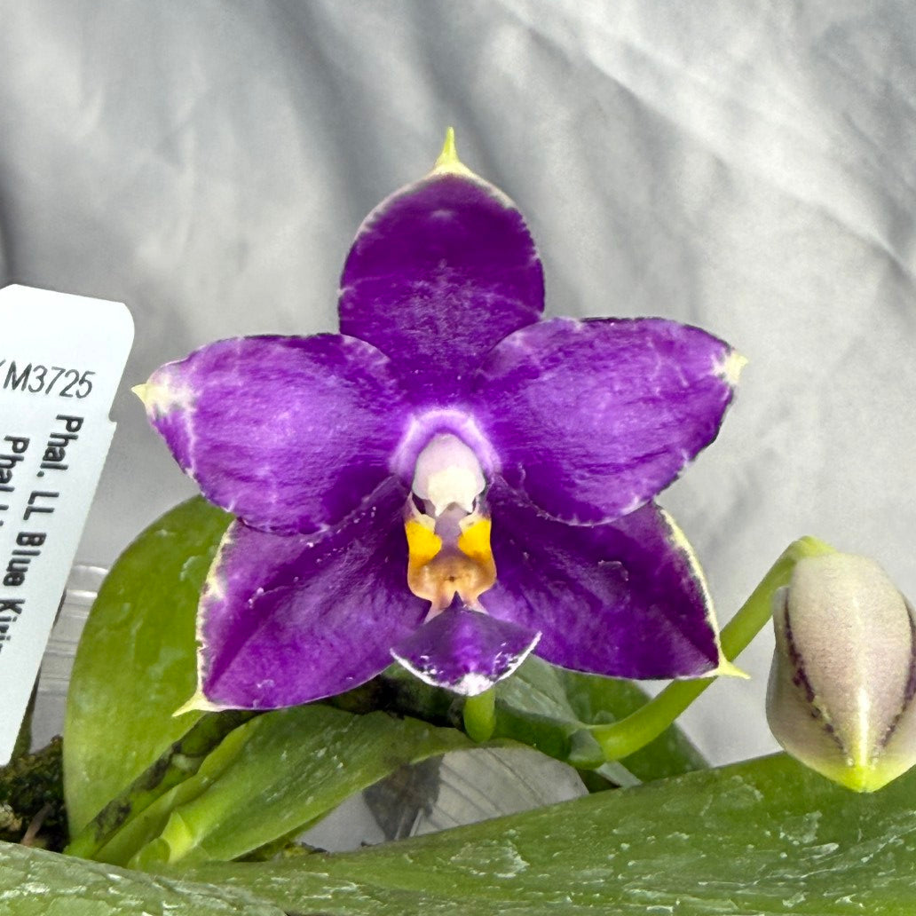 Phalaenopsis LL Blue Kirin - Seed Grown