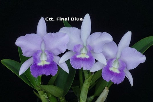 Cattlianthe Finale Blue (Clone)